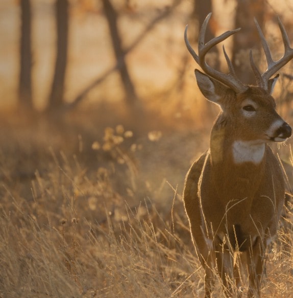 Hunt deer desk image-min.jpg