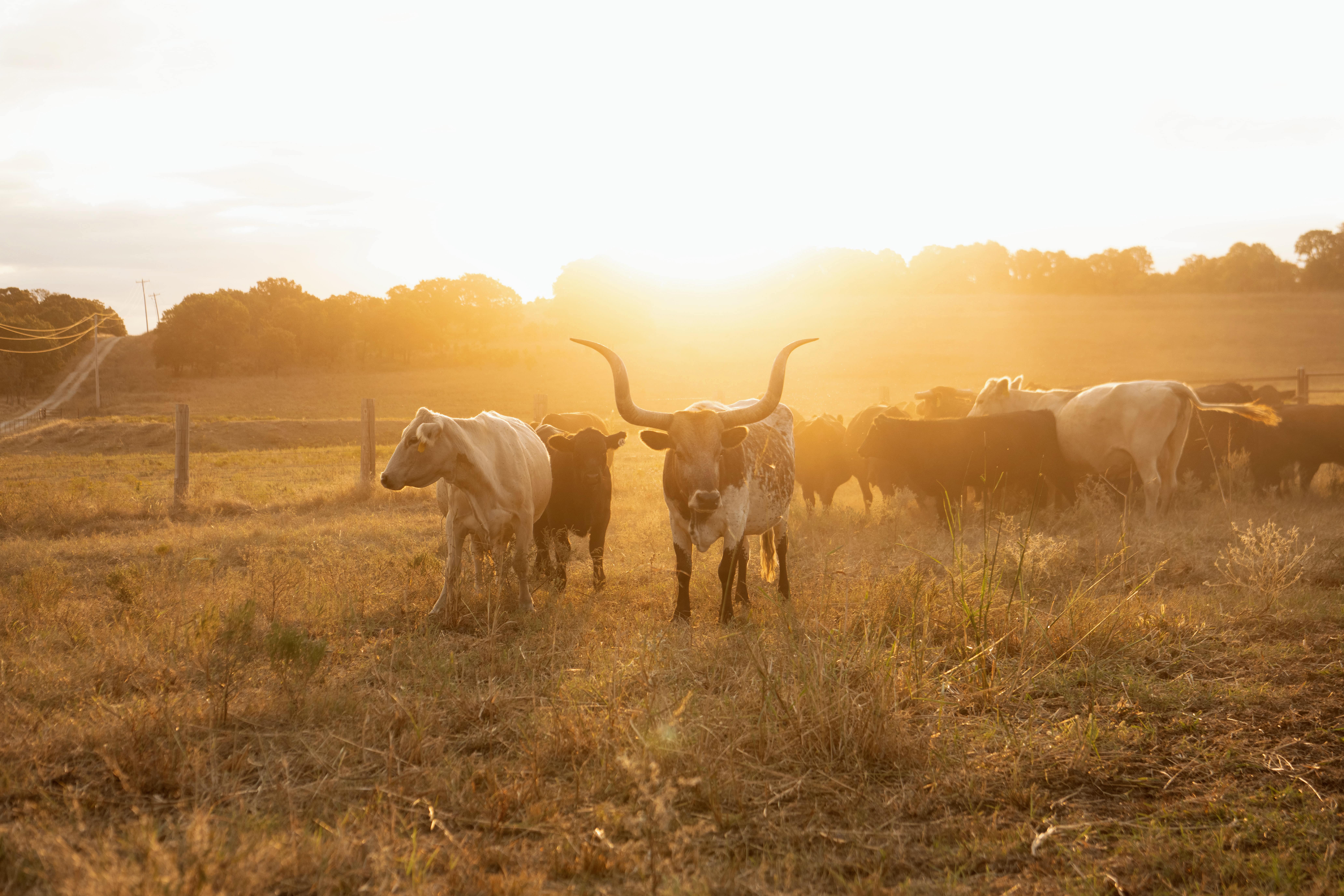 Farm & ranch savings