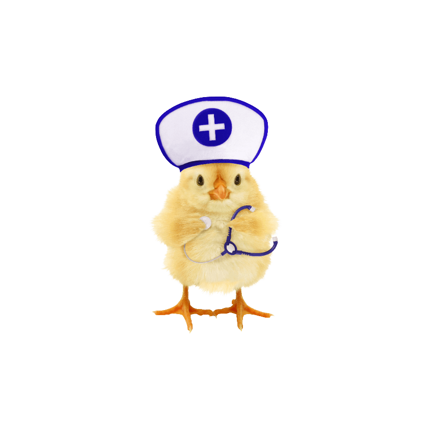 chicken dr 2 artwork (1).png
