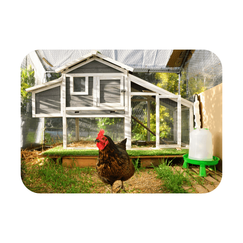 chicken coop lifestyle artwork (1).png