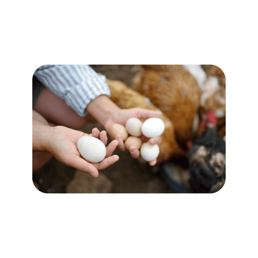 egg collection lifestyle artwork (1).png