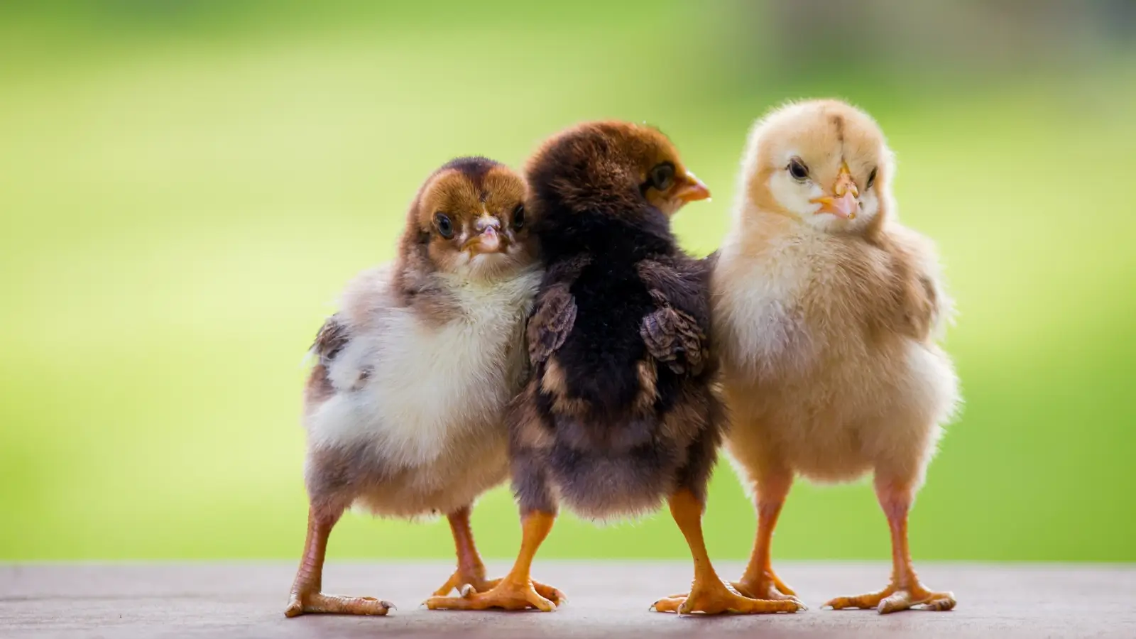 Fall Chick Day 1600X900.webp