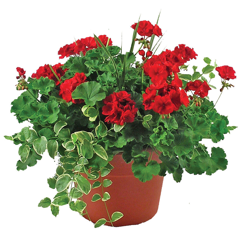 image of 12 in Deluxe Geranium Pot