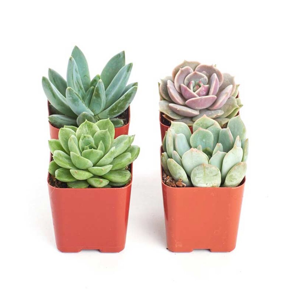image of 4.5 in Assorted Succulent