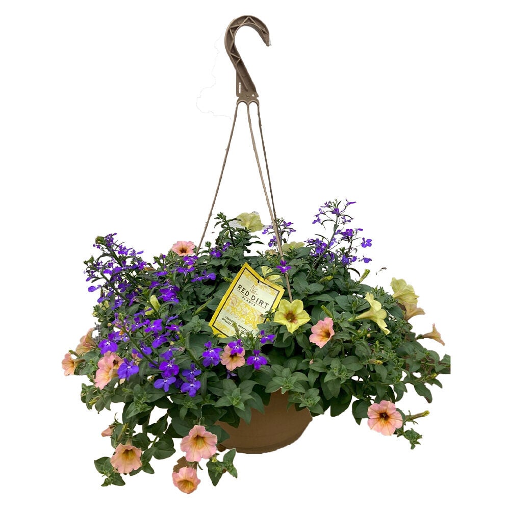 image of Assorted 11 in Deluxe Hanging Basket (Style May Vary)