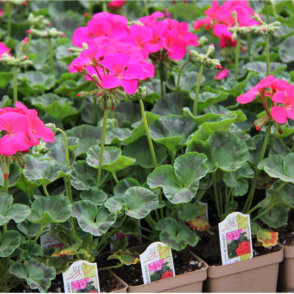 image of 4 in Assorted Premium Annuals