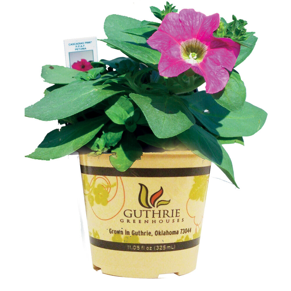 image of 4.5 in Assorted Premium Annuals