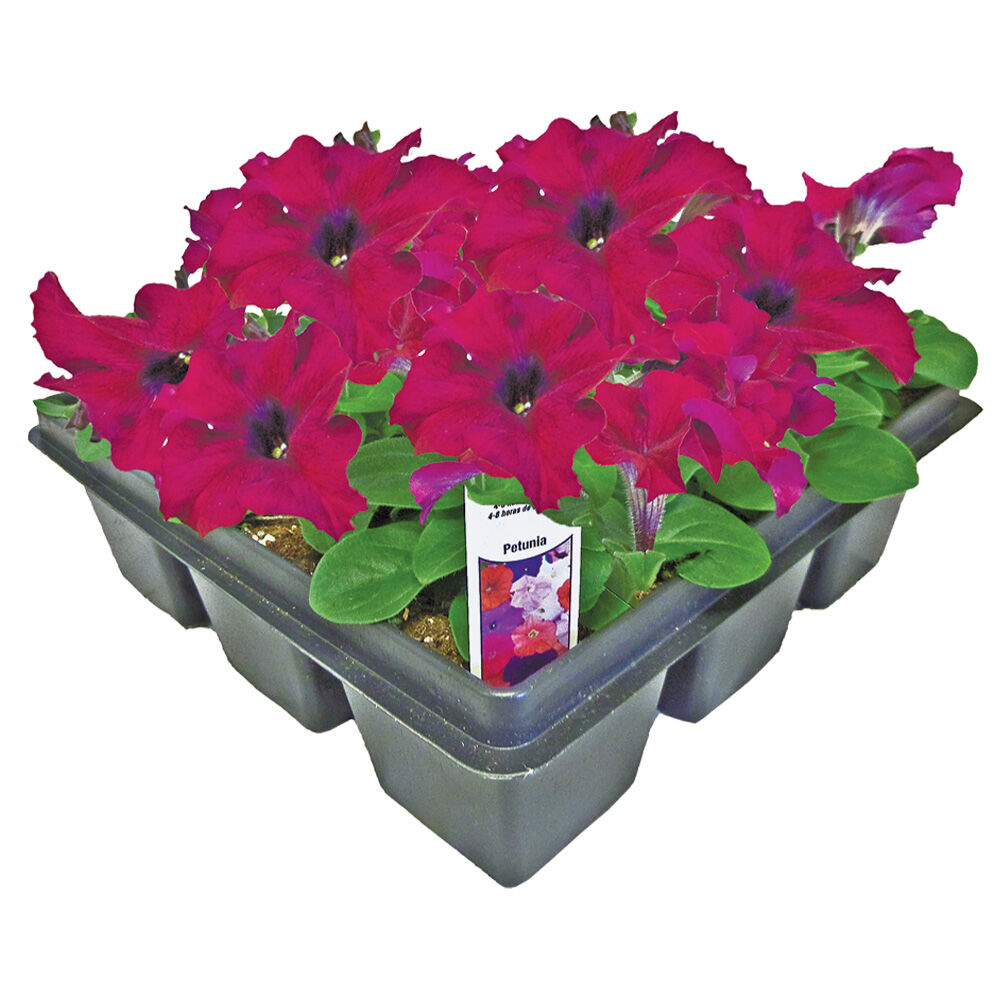 image of Assorted Annual Flats, 9 pk, May Vary