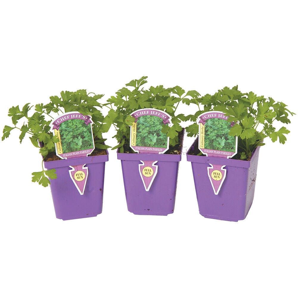 image of Assorted 4 in Chef Jeff Herb Starters (Style May Vary)