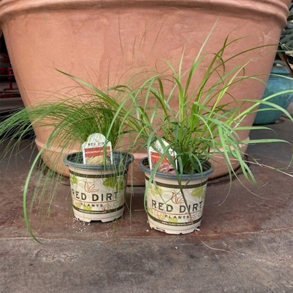 image of 4.5 in Assorted Ornamental Grasses, May Vary