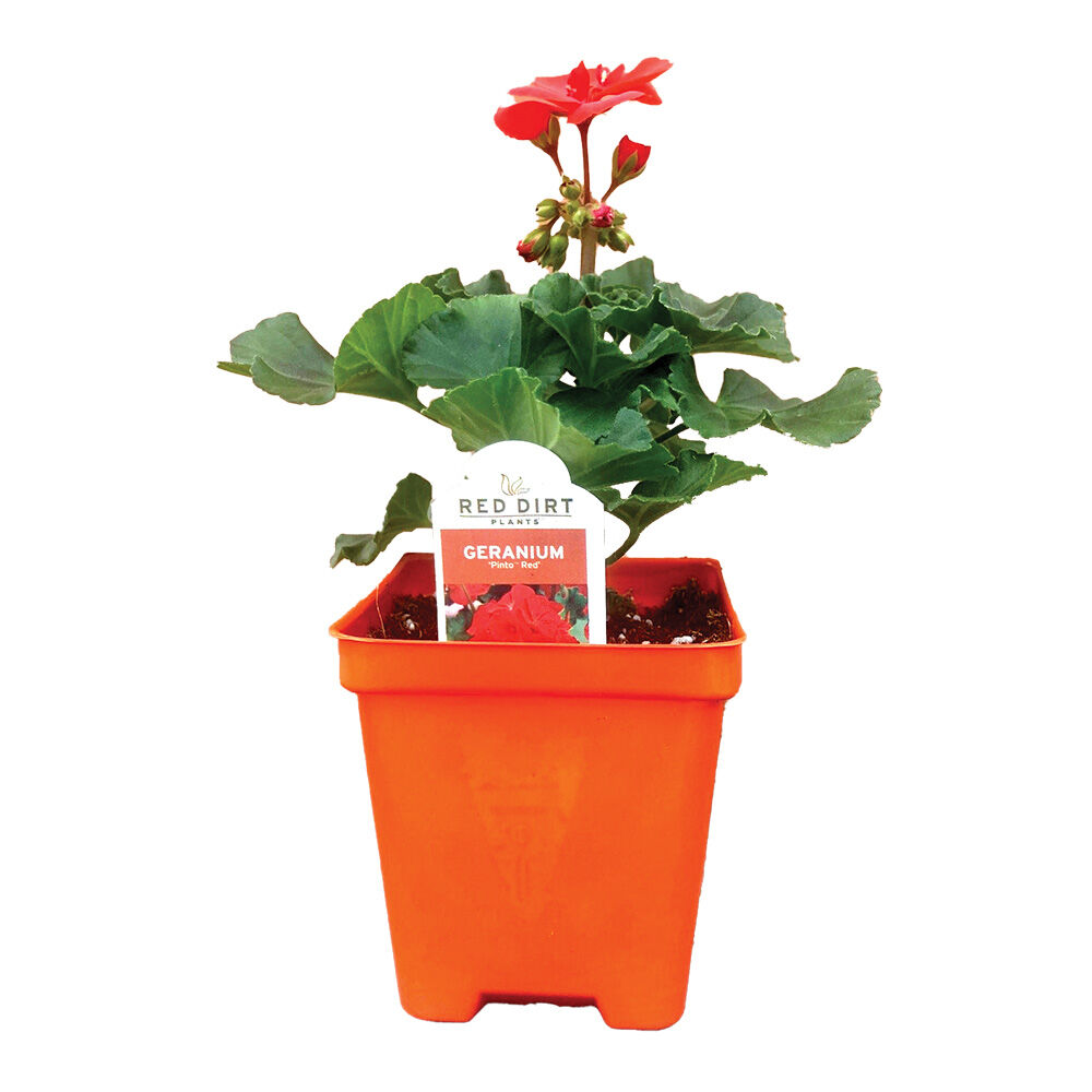 image of Assorted 4 in Flowers (Style May Vary)