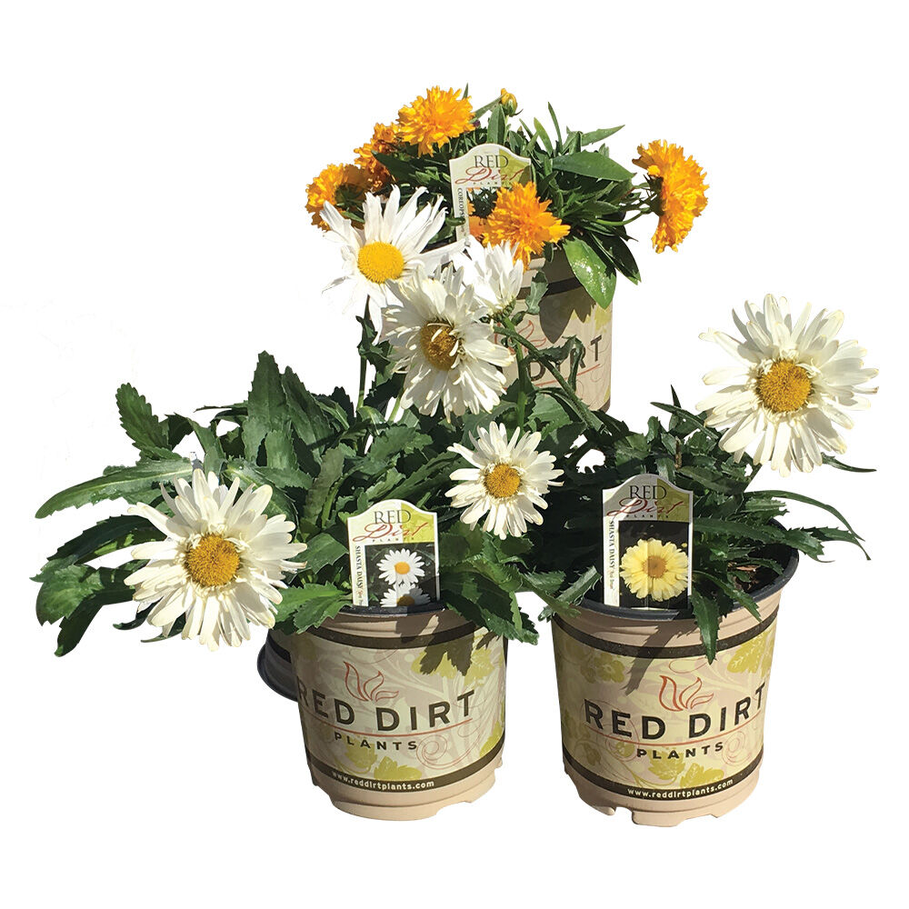 image of Premium Perennial Deluxe Starters