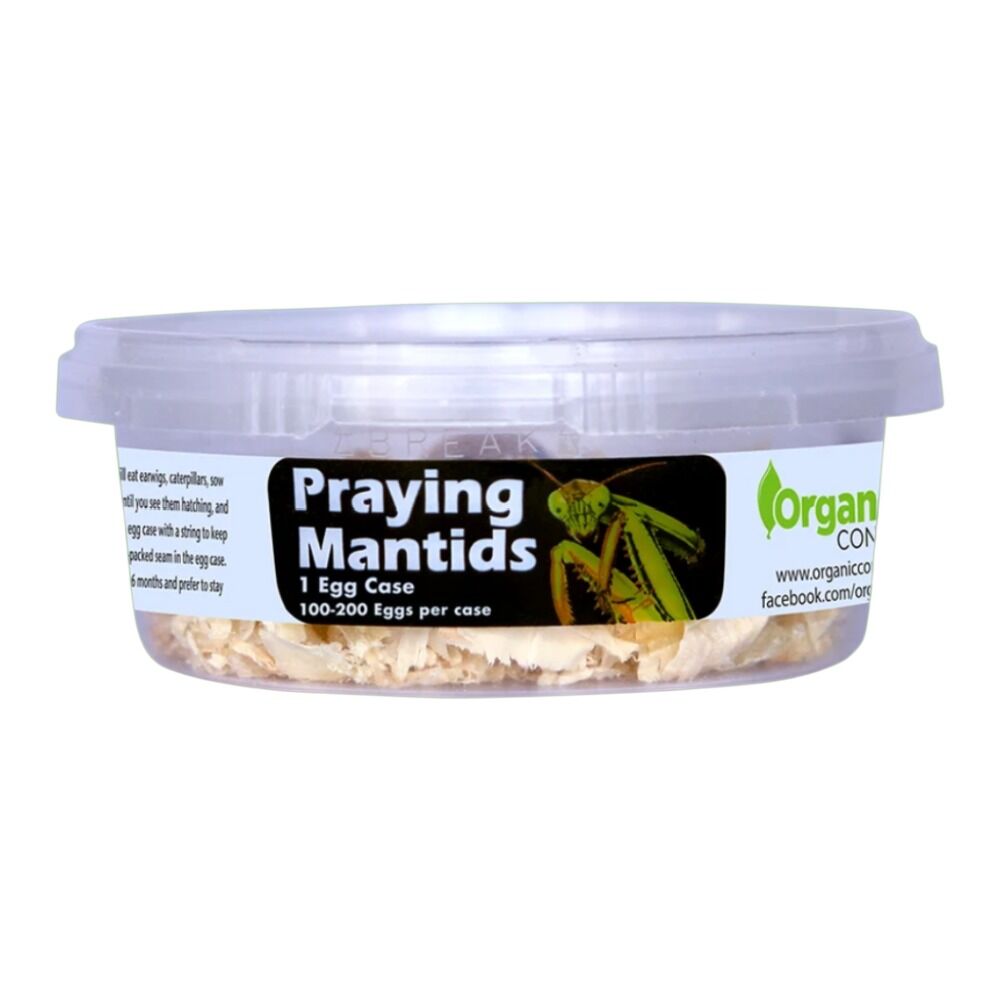 image of Praying Mantis Eggs