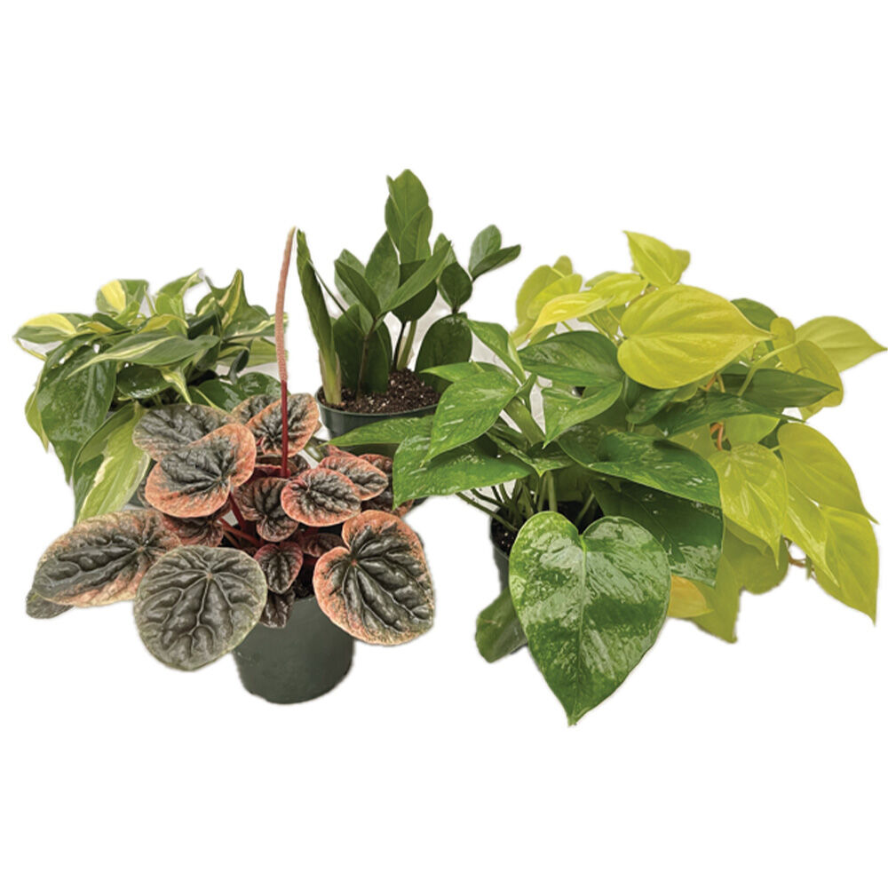 image of 4 in Assorted Houseplant