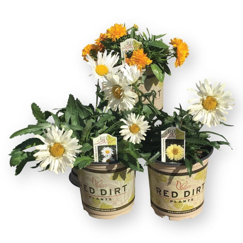 Nursery & Live Goods