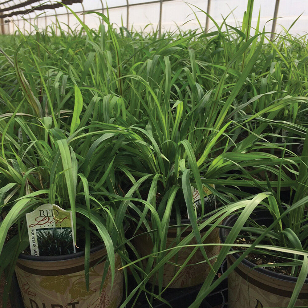 image of 1G Ornamental Grass (Style May Vary)