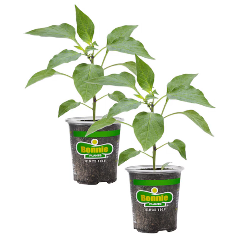 image of 4.5 in Assorted Veggie Starters, May Vary