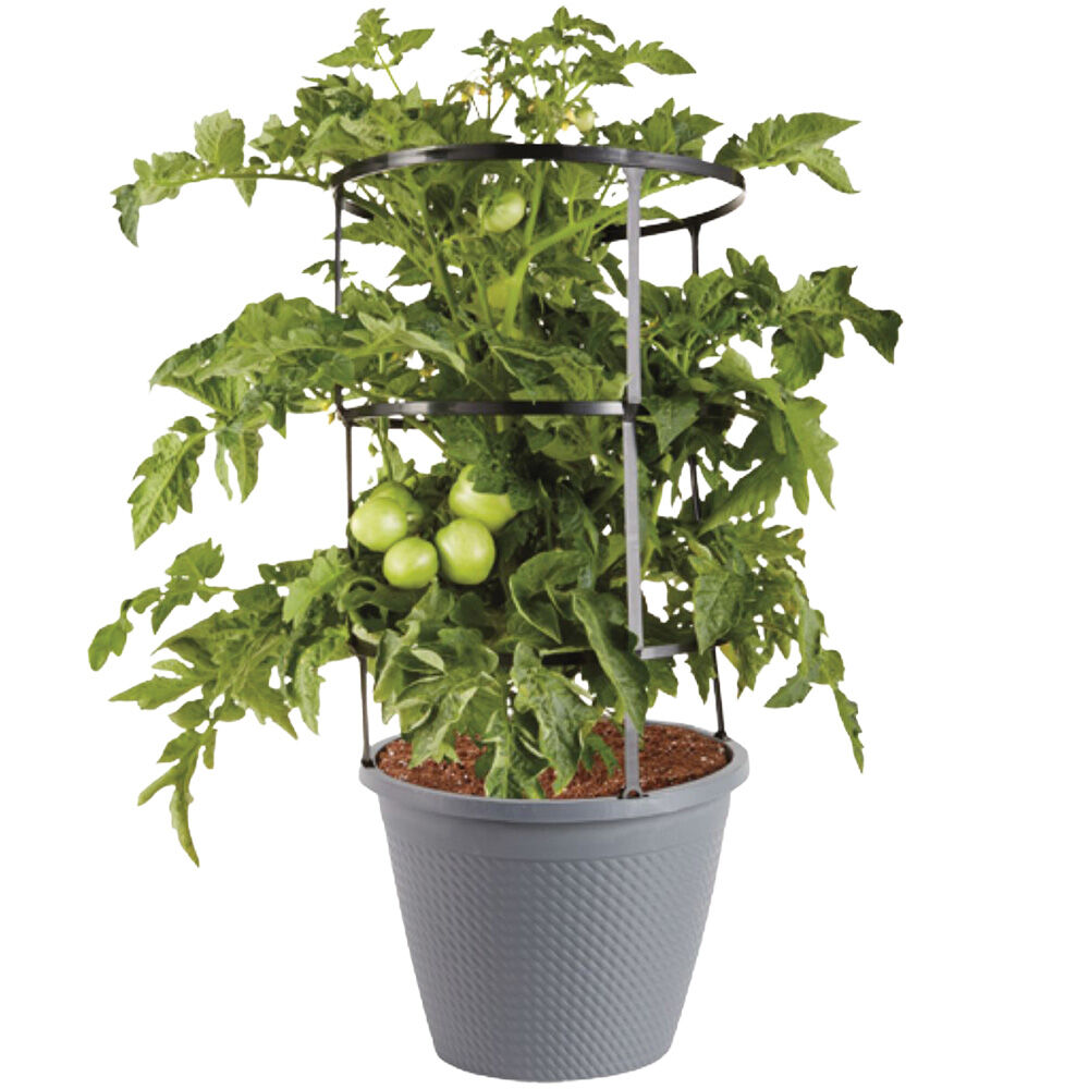 image of 11 in Tomato Cage