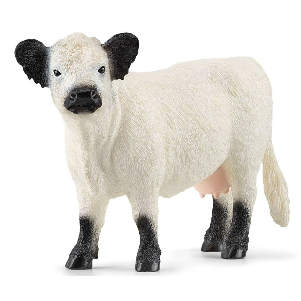 image of Galloway,cow