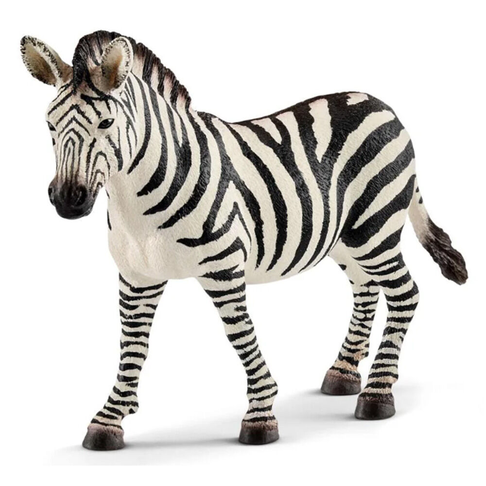 image of Zebra, female