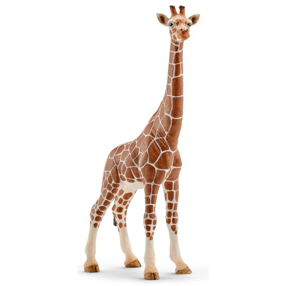 image of Giraffe, female