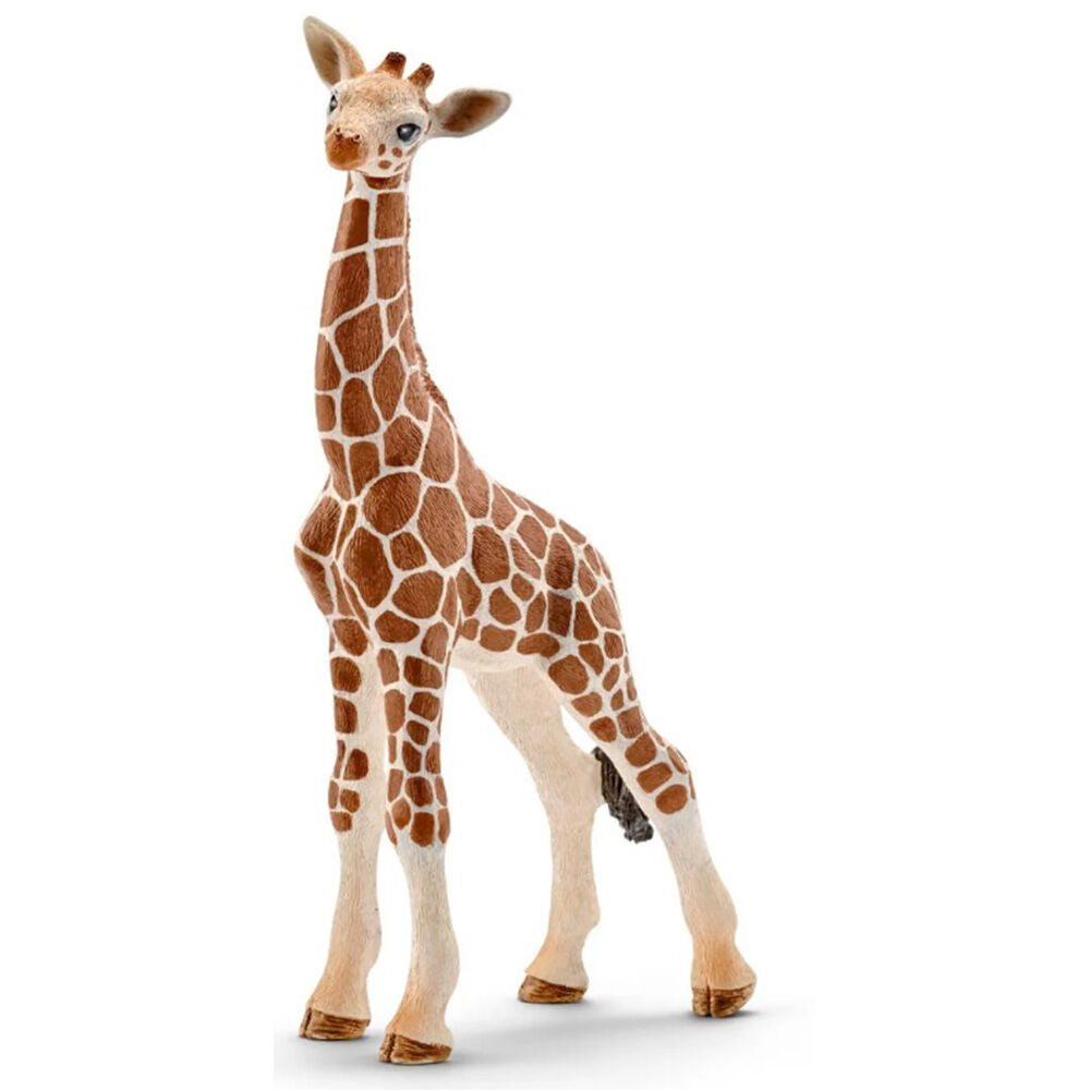 image of Giraffe, calf