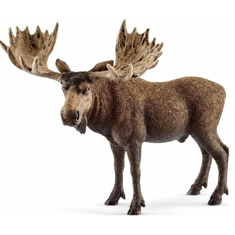 image of Moose, bull
