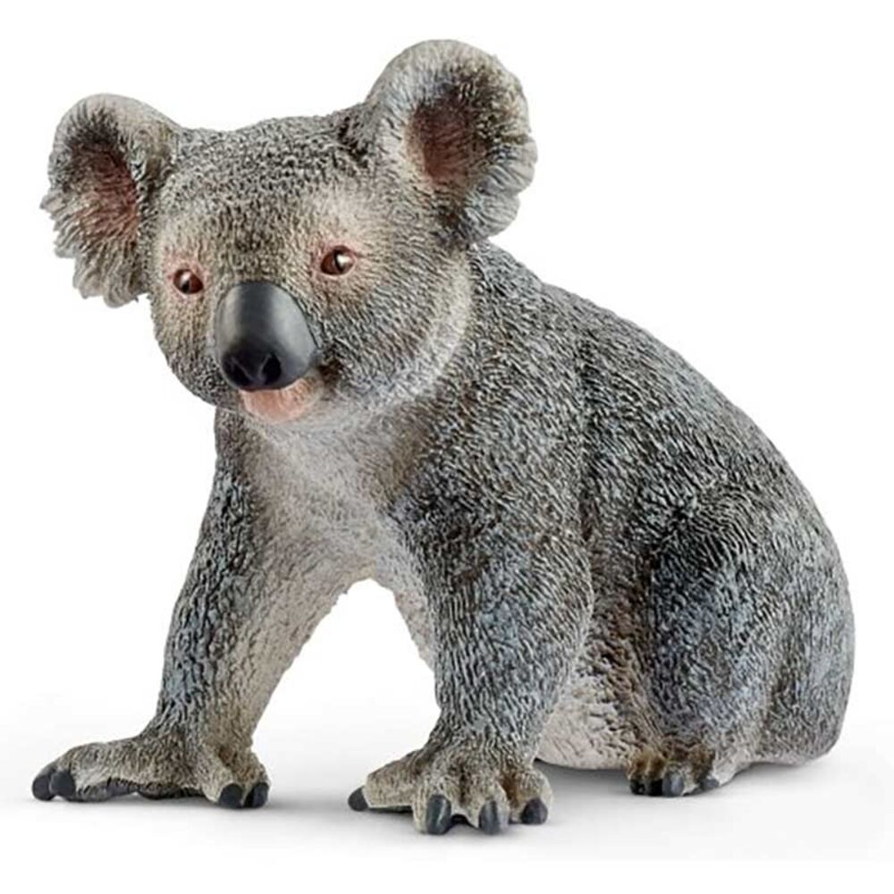 image of Koala