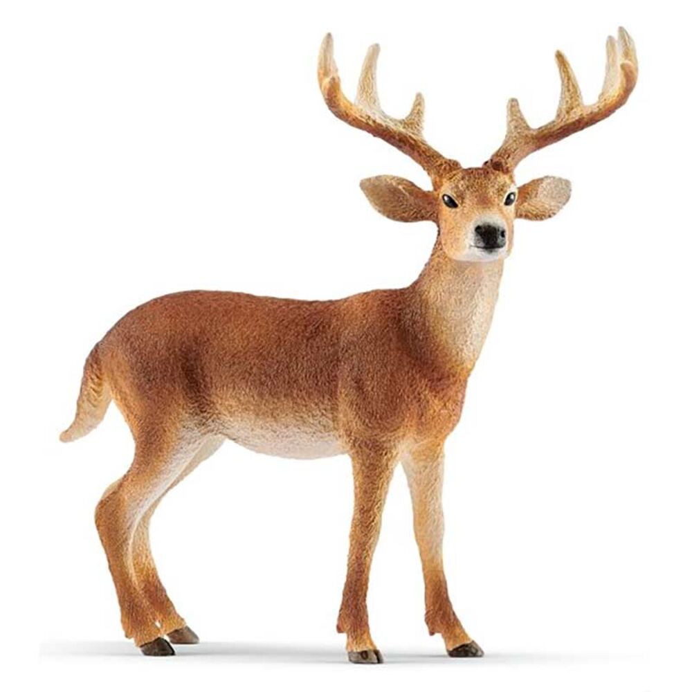 image of White-Tailed, buck