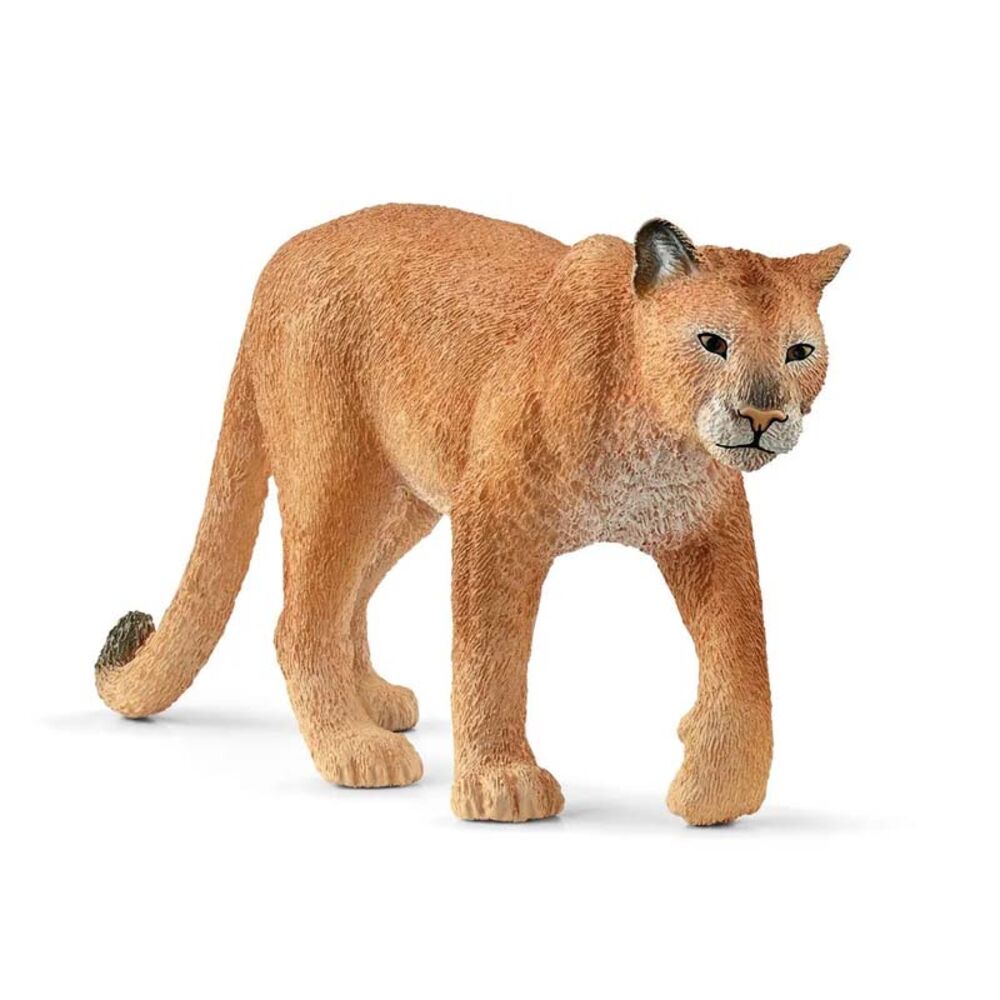 image of Cougar