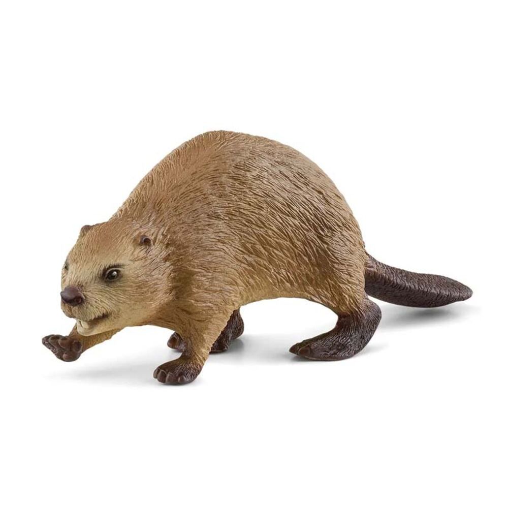 image of Beaver