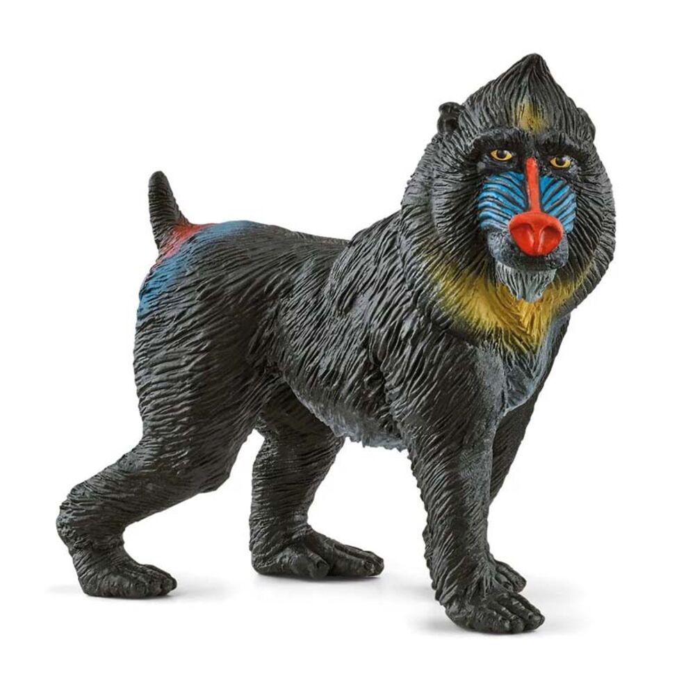 image of Mandrill