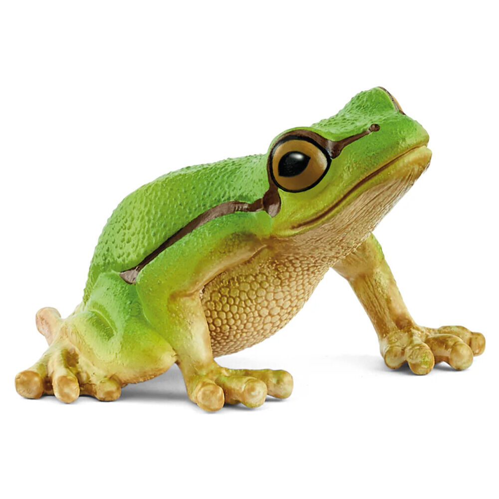 image of European Tree Frog