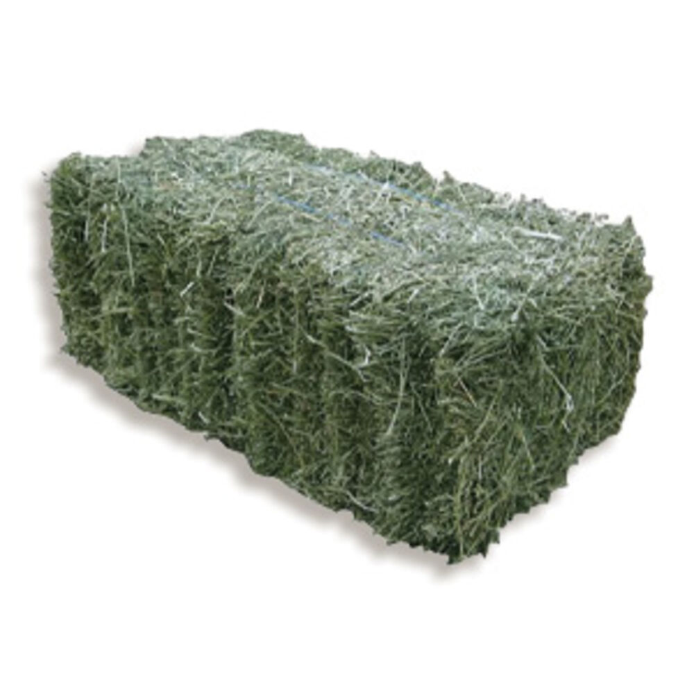 Hay and Foraging