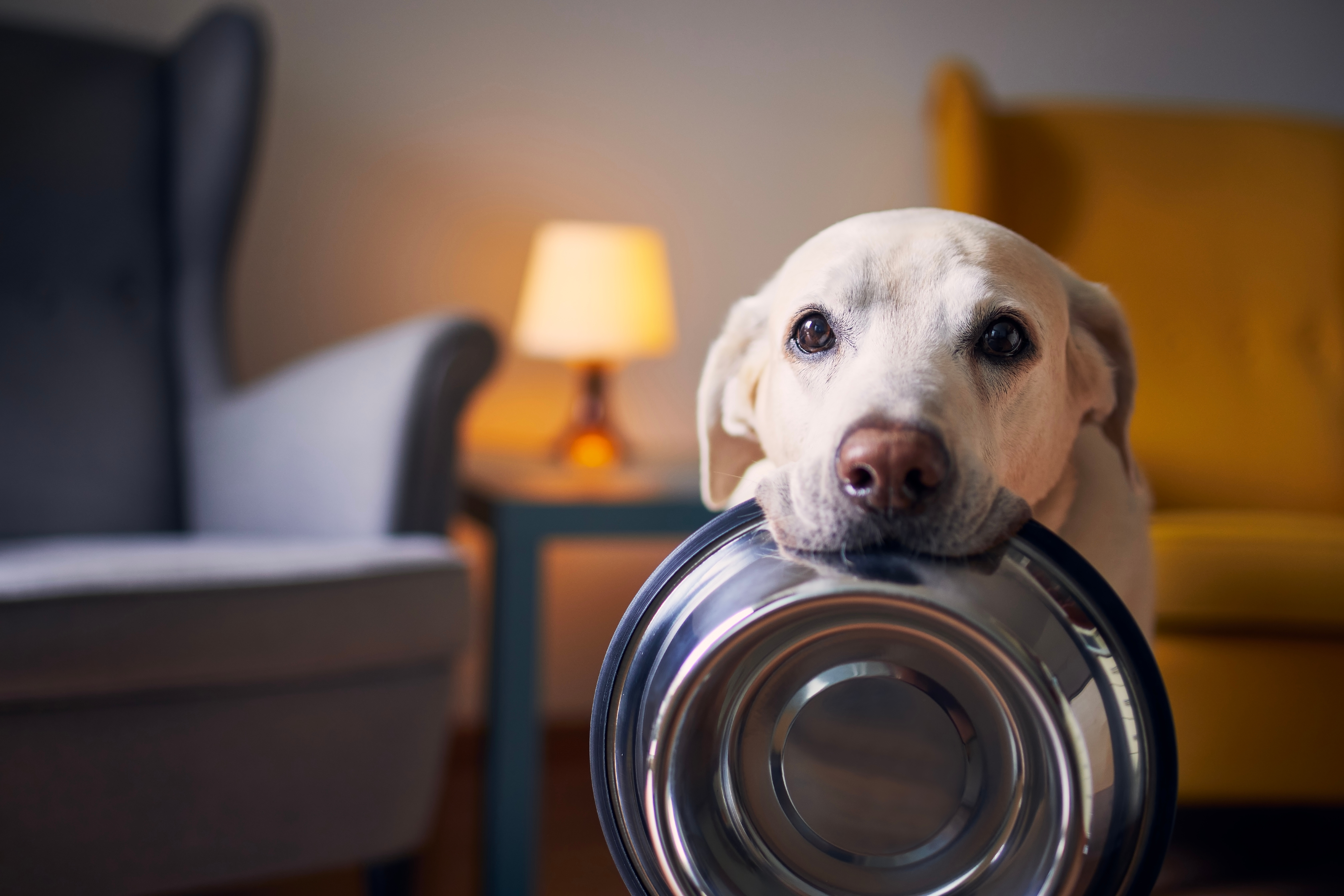 Dog Food 1.jpeg