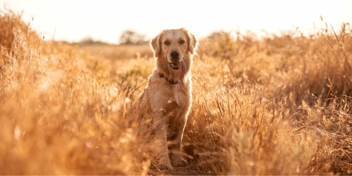 Dog Field CC.jpg